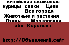 китайские шелковые курицы (силки) › Цена ­ 2 500 - Все города Животные и растения » Птицы   . Московская обл.,Королев г.